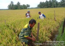 Kadis Ketahanan Pangan dan Pertanian Tanbu Inginkan Panen Padi Tahun Ini Dapat Stabilkan Harga Beras