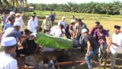 Wakil Bupati Tanah Bumbu Memimpin Penyembelihan Hewan Kurban Usai Salat Idul Adha