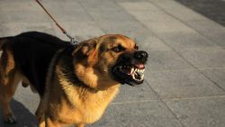 Virus Rabies dan Pentingnya Pertolongan Pertama