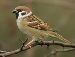 Mengapa Burung Gereja Tidak Boleh Dipelihara, Ternyata ini Alasannya