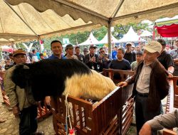 Ambo Sakka Wakili Bupati Tanbu Hadiri Kontes Kambing