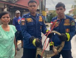 Aksi Sigap Damkar Batulicin, Biawak Besar Dievakuasi dari Rumah Warga