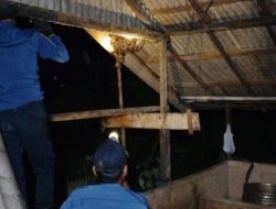 Petugas Damkar Tanbu Sigap Evakuasi Ular Sanca dari Rumah Warga