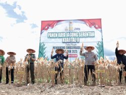Bupati Andi Rudi Latif Panen Raya Jagung Serentak Nasional di Tanah Bumbu, Dukung Swasembada Pangan