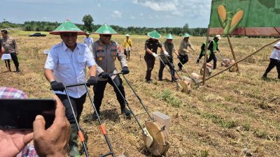 Wakil Bupati Tanah Laut H.M. Zazuli bersama jajaran Forkopimda meninjau dan ikut serta dalam penanaman jagung serentak di Desa Kayu Abang, Rabu (8/10/2025).