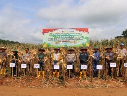 Panen Raya Jagung Serentak Tandai Penguatan Ketahanan Pangan Tanah Laut