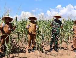 Dukung Ketahanan Pangan, Pemkab Kotabaru Panen Jagung di Desa Sebelimbingan